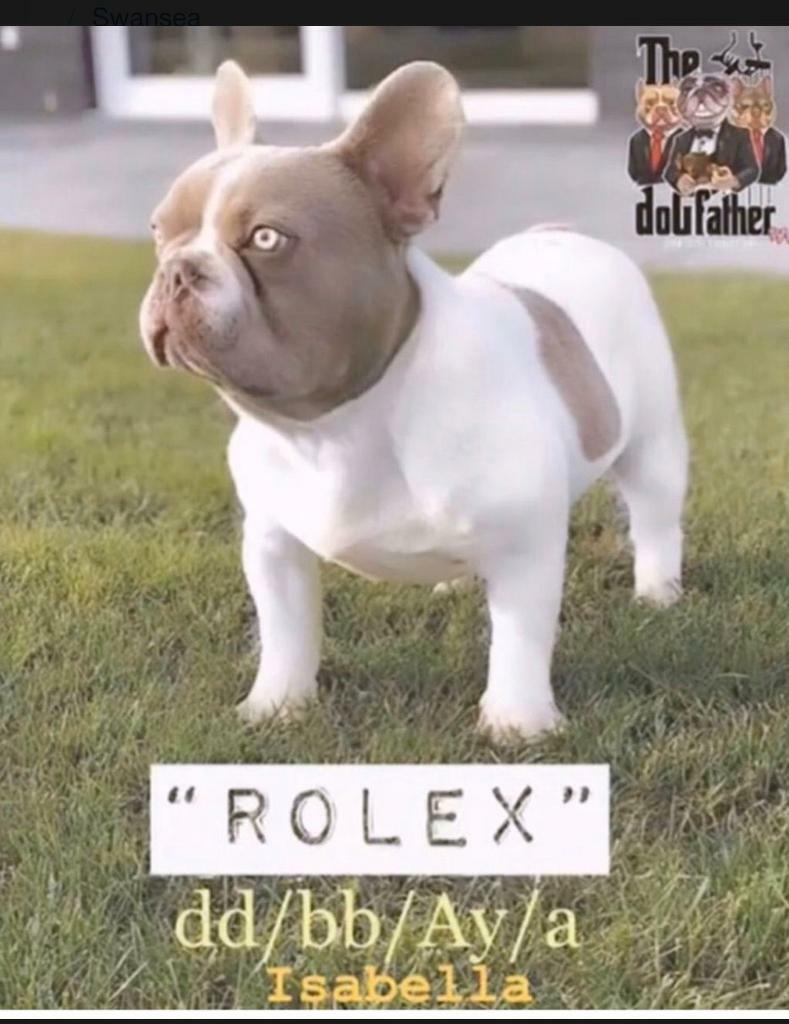 isabella french bulldog for sale